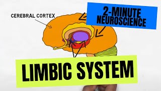 2Minute Neuroscience Limbic System [upl. by Cheffetz]