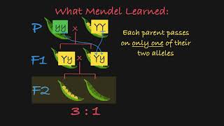 Mendels P F1 and F2 Generations Explained [upl. by Kcirdnek]