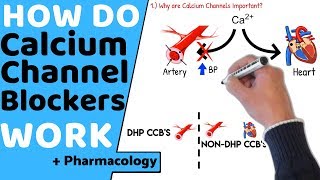 How do Calcium Channel Blockers Work Pharmacology [upl. by Aerdnaed776]