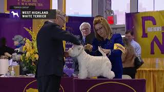 West Highland White Terrier  Breed Judging 2019 [upl. by Caves224]