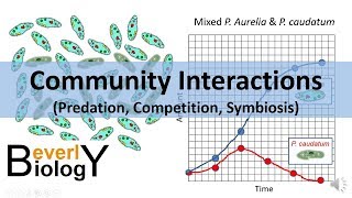 Community Interactions Competition Predation Symbiosis [upl. by Morley]