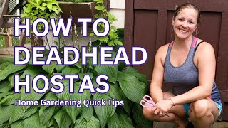 Deadheading Hostas  Home Gardening Quick Tips [upl. by Robyn150]