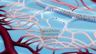 Capillary Blood Flow [upl. by Wadesworth598]