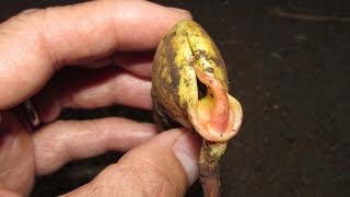 Germinating Mango Seeds Which End To Plant Up [upl. by Yslek]