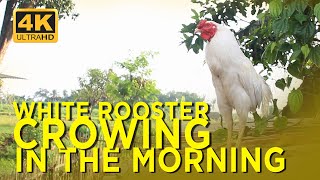 ROOSTER CROWING SOUND EFFECT crowingrooster [upl. by Netsyrk]