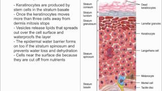 Keratinocytes [upl. by Nale]