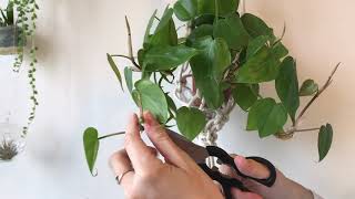 How to propagate philodendrons [upl. by Anelys]