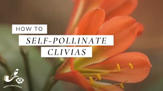 How To SelfPollinate Clivias [upl. by Nrol67]