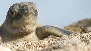 Turtle Hatchlings Face Death While Dashing to Ocean [upl. by Pedrotti121]