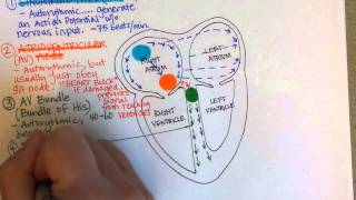 Conduction System of the Heart [upl. by Meredeth]