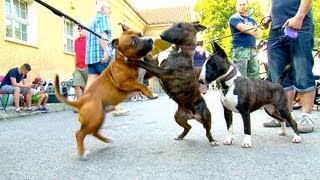 Staffordshire Bullterrier GBF Clubschau 2013 Part 1 Males [upl. by Jagir]