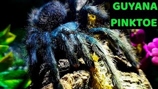 Guyana Pinktoe Tarantula Avicularia avicularia Care amp Husbandry [upl. by Rafferty]