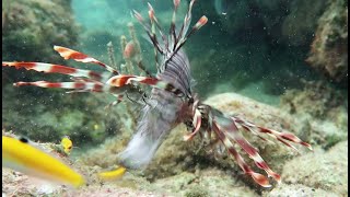 Lionfish Feeding [upl. by Savdeep]