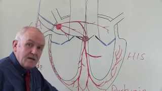 The Cardiac Conduction System [upl. by Kylie]