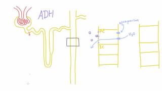 How does Antidiuretic Hormone ADH work [upl. by Duvall]