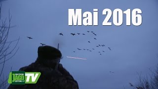 Gänsejagd Frettieren und Jäger auf dem Weg zum Jagdschein  DJZTV 52016 [upl. by Ahsehyt4]