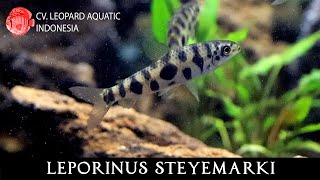 Leporinus steyemarki The GREY Leporinus Leopard Aquatic C096A [upl. by Annazus]