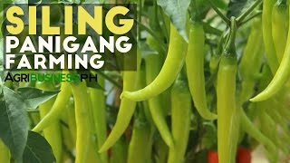 Siling Panigang Siling Panigang Planting Guide for Abondant Harvest [upl. by Snebur254]