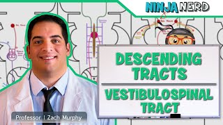 Neurology  Descending Tracts Vestibulospinal Tract [upl. by Fidellia]