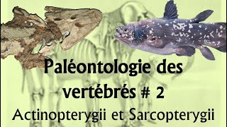 Paléontologie des vertébrés 2 Actinopterygii et Sarcopterygii [upl. by Edris821]