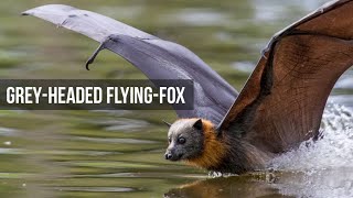 Grey Headed Flying Foxes  Slowmotion and dipping behaviour [upl. by Hashum]