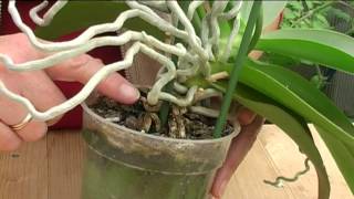 How to Grow Orchids [upl. by Noral955]