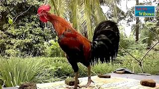 Kumpulan Suara Kokok Ayam Pelung Juara Wajib Dilihat [upl. by Anpas463]