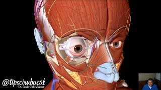 Músculos de la cara  Anatomía 3D [upl. by Reahard]