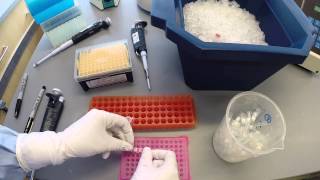 PCR Protocol  Part 2 [upl. by Adnamar]