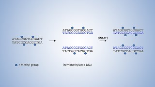 DNALC Short DNA Methyltransferases and DNA Methylation [upl. by Gearhart]