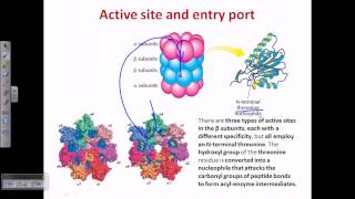 Proteasome and protein degradation [upl. by Alegnat937]