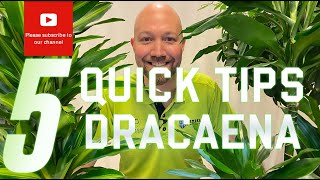 5 Quick tips Dracaena [upl. by Soutor39]