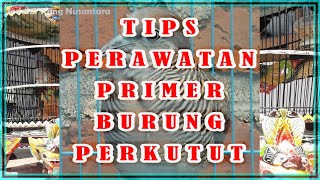 TIPS PERAWATAN PERKUTUT AGAR CEPAT BERBUNYI [upl. by Marutani]