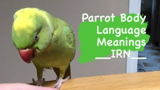 INDIAN RINGNECK PARROT body language  meanings part 1 [upl. by Ellehsim504]