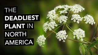 Water Hemlock — The Deadliest Plant In North America [upl. by Tomkins367]