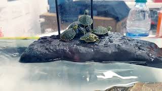 Baby Yellow Bellied Slider info for new owners [upl. by Adnohrahs]