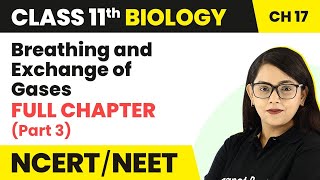 Breathing amp Exchange of Gases Full Chapter Explanation Part 3  Class 11 Biology Ch 17 NCERTNEET [upl. by Oiralednac]