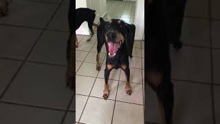 laryngeal paralysis dobermann 2 [upl. by Vod]