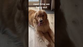 Next Time😀💖funny cute puppy dogsofinstagram tiktok dog [upl. by Bound142]