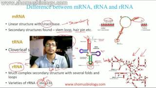 mRNA tRNA and rRNA [upl. by Nelluc]