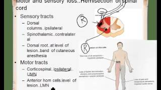 ipsilateral contralateral [upl. by Norval]