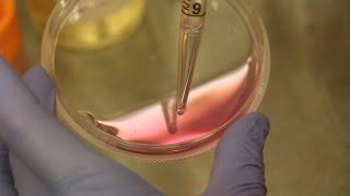 Aseptic Techniques Changing Cell Culture Media [upl. by Hsihsa]