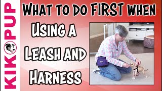 What to do FIRST  Getting Started with Leash Training [upl. by Adallard]