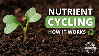 Nutrient Cycling  Soil Food Web School [upl. by Thin]