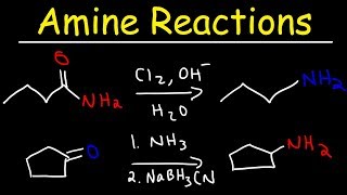 Amine Synthesis Reactions [upl. by Fabrianne51]