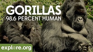 Gorilla Documentary  Gorillas 986 Human  Explore Films [upl. by Kurtz]