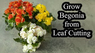 How to Grow Begonias from Leaf Cutting  Full Guide [upl. by Doniv176]