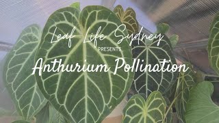 A Guide to Anthurium Pollination [upl. by Talanian933]