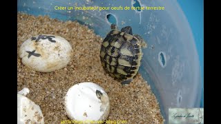 TUTO incubateur oeufs tortue Hermann [upl. by Eidurt]