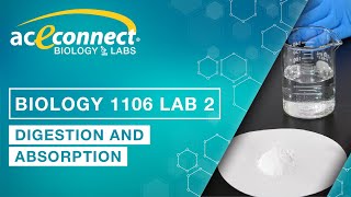 Biology Lab  DigestionAbsorption [upl. by Erasmo]